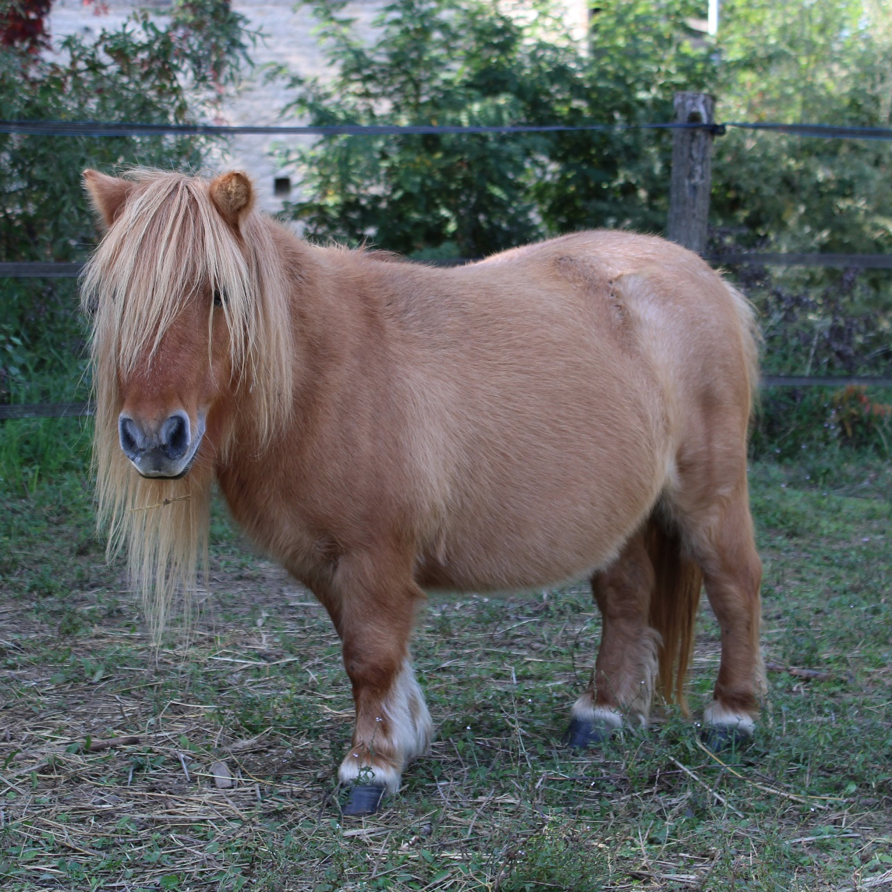 Image de l'annonce Petite ponette Shetland