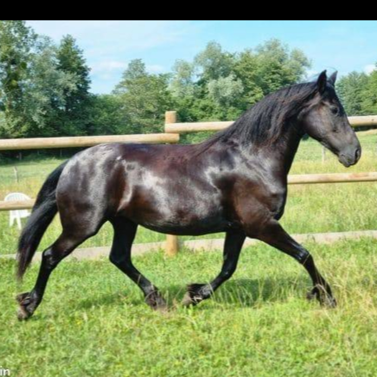 Image de l'annonce Jument ARABO-FRISON