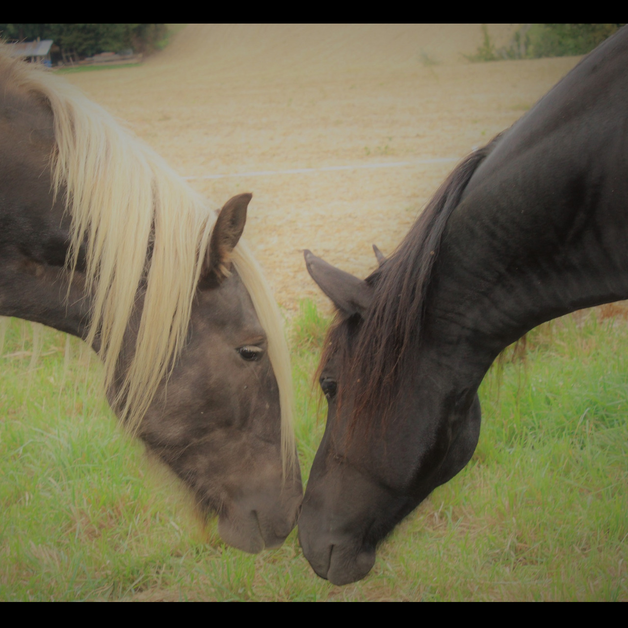 Image de l'annonce Jument ARABO-FRISON