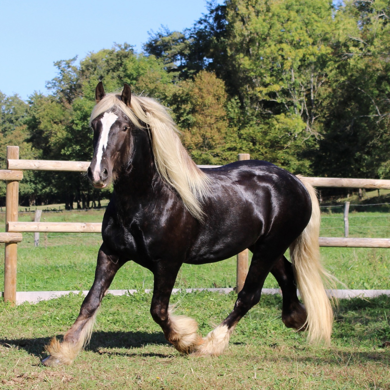 Image de l'annonce Jument ARABO-FRISON