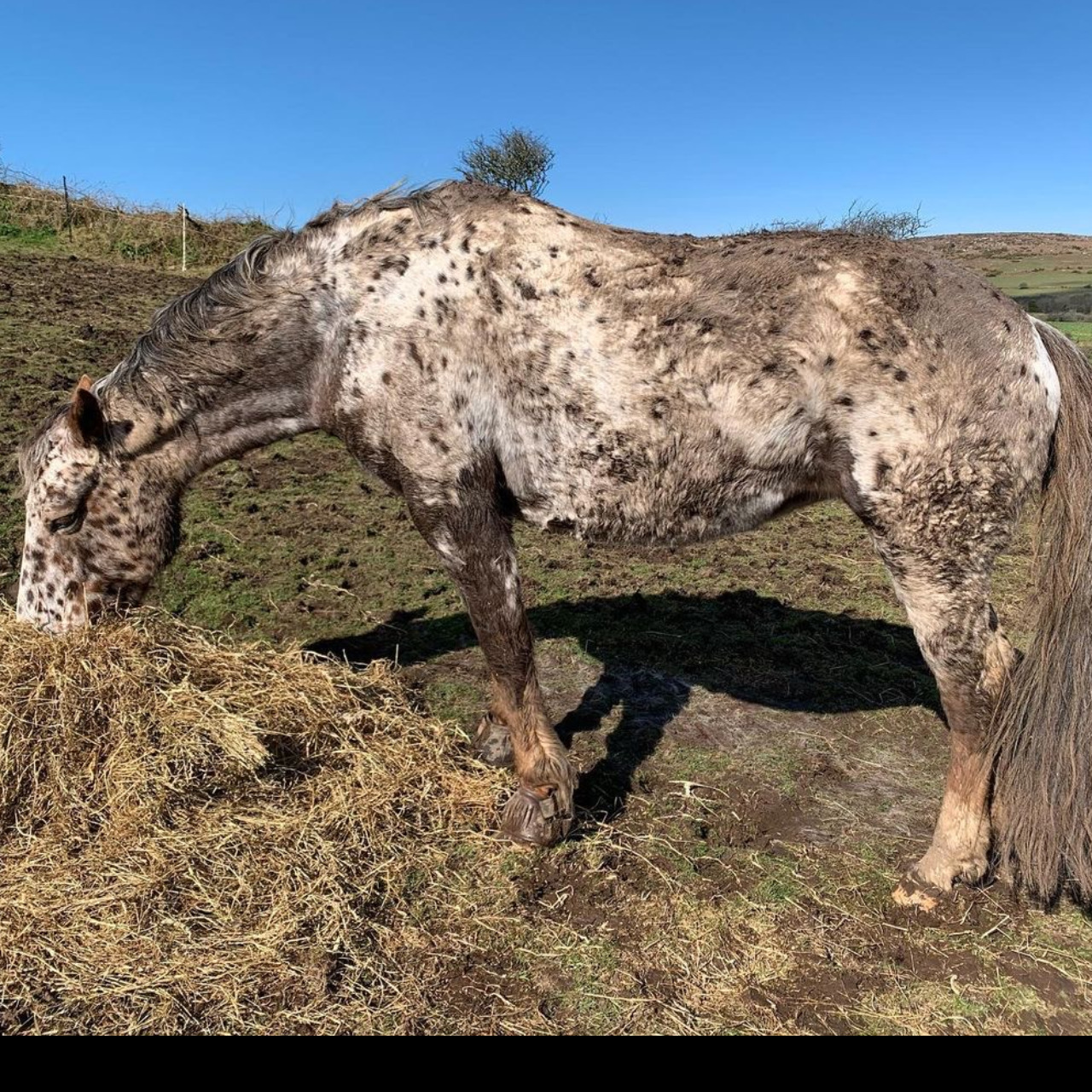Image de l'annonce Jument Appaloosa à vendre