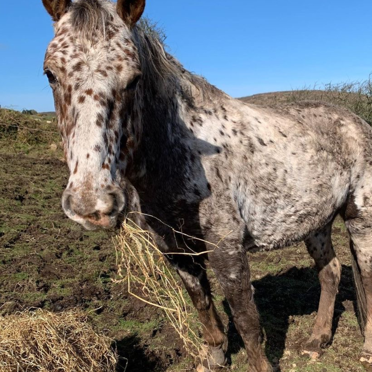 Image de l'annonce Jument Appaloosa à vendre