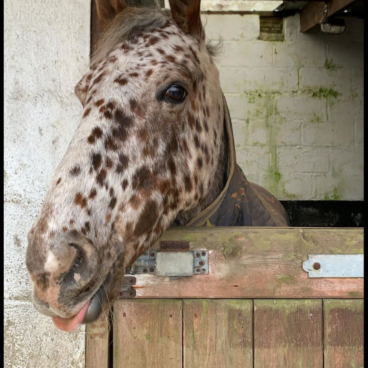 Image de l'annonce Jument Appaloosa à vendre
