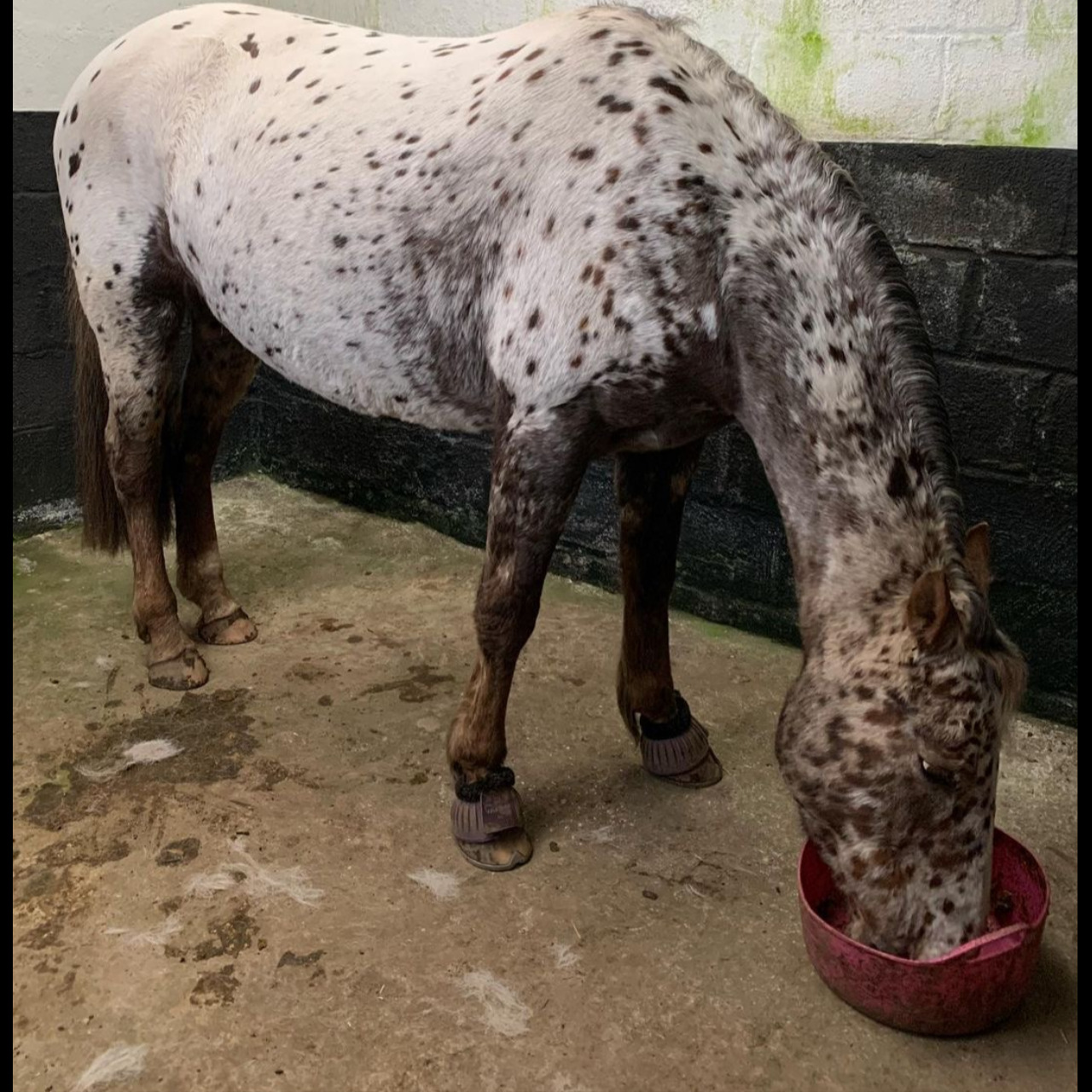 Image de l'annonce Jument Appaloosa à vendre