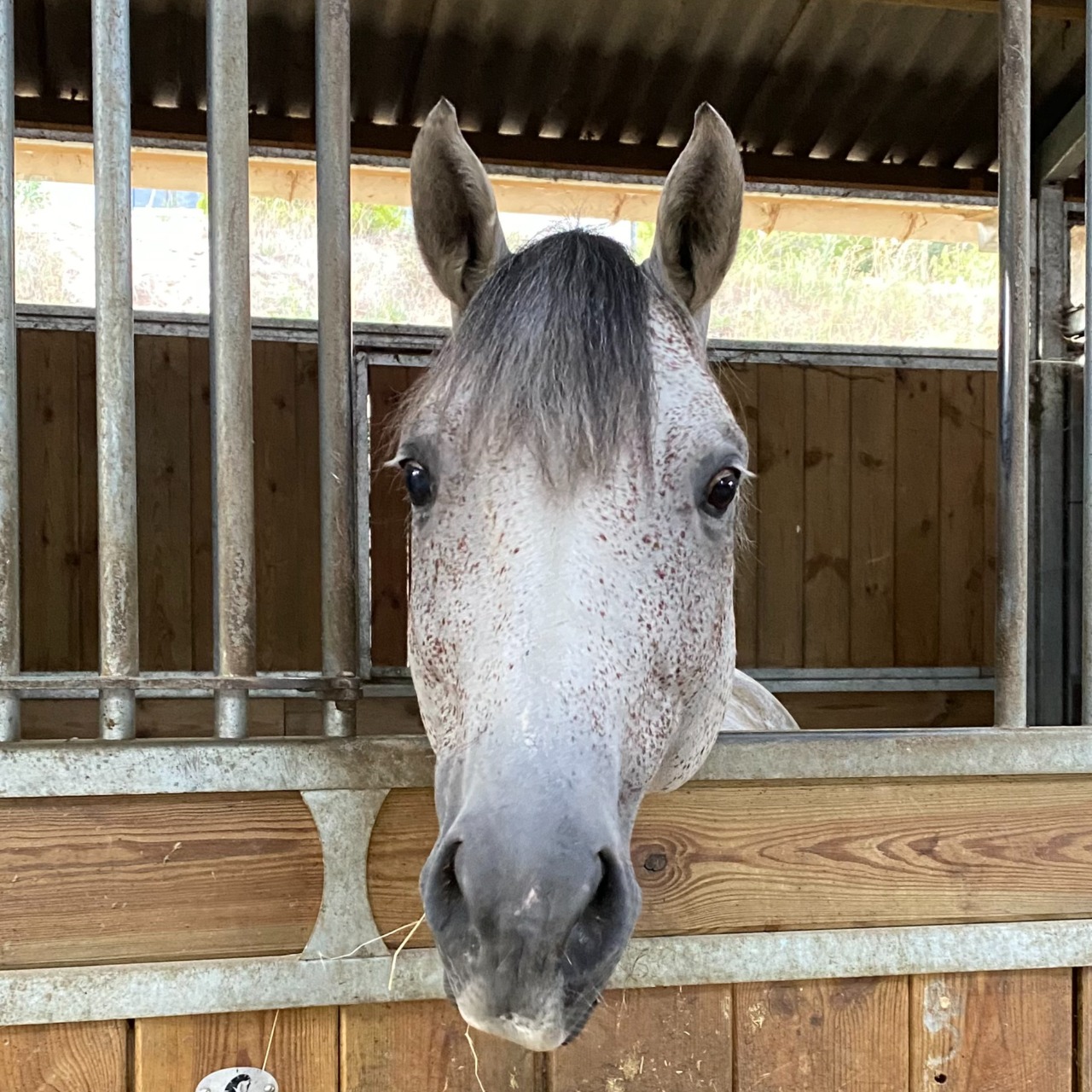 Image de l'annonce Poney de 6 ans avec gros moyens