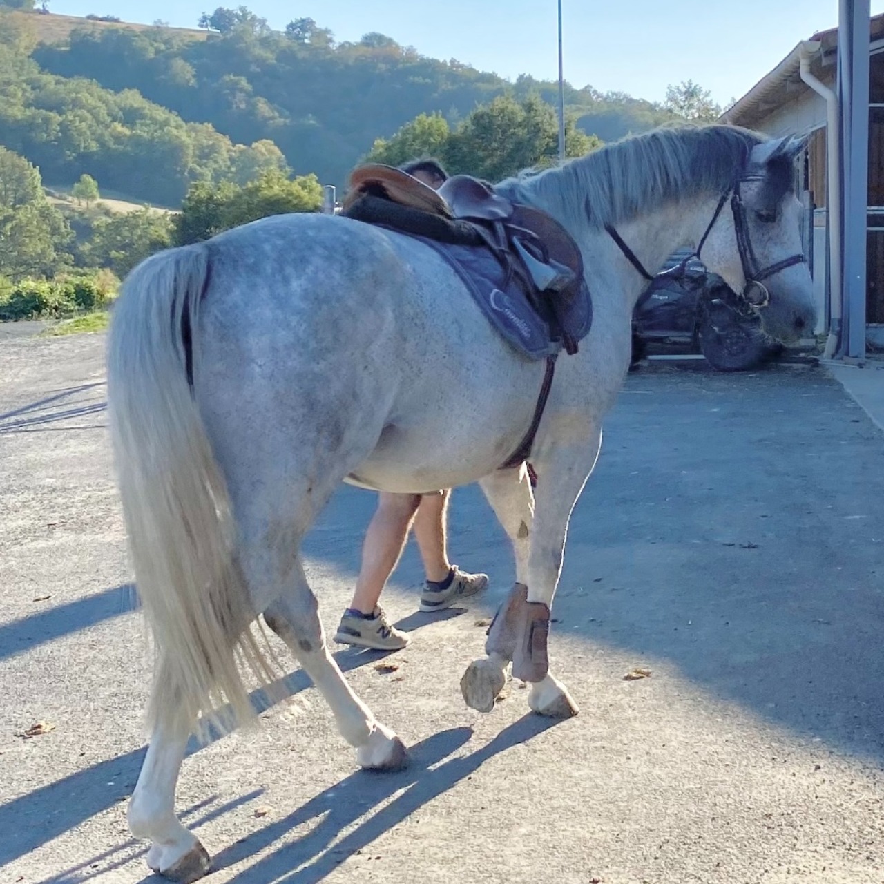Image de l'annonce Poney de 6 ans avec gros moyens