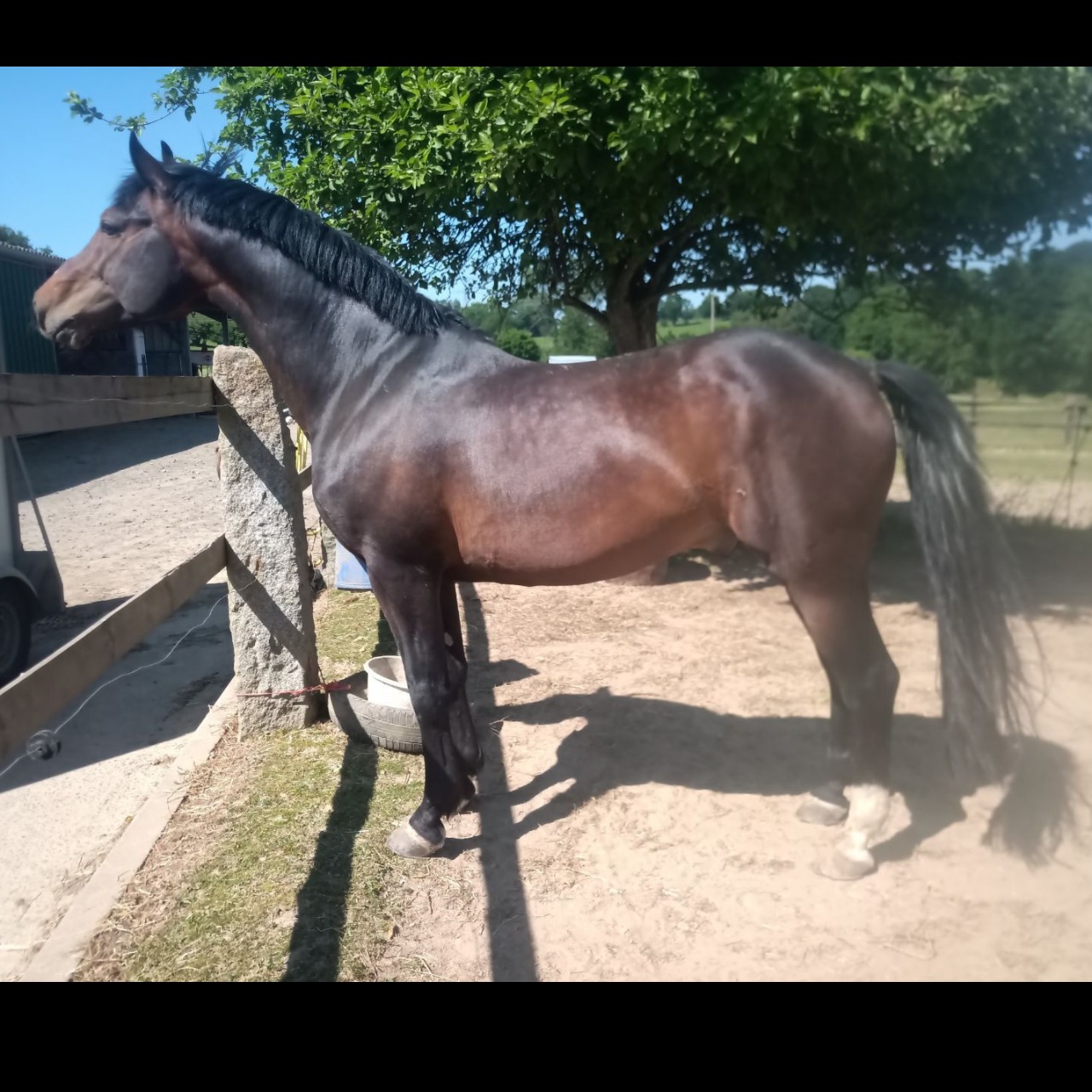 Image de l'annonce Etalon Poney Français de Selle