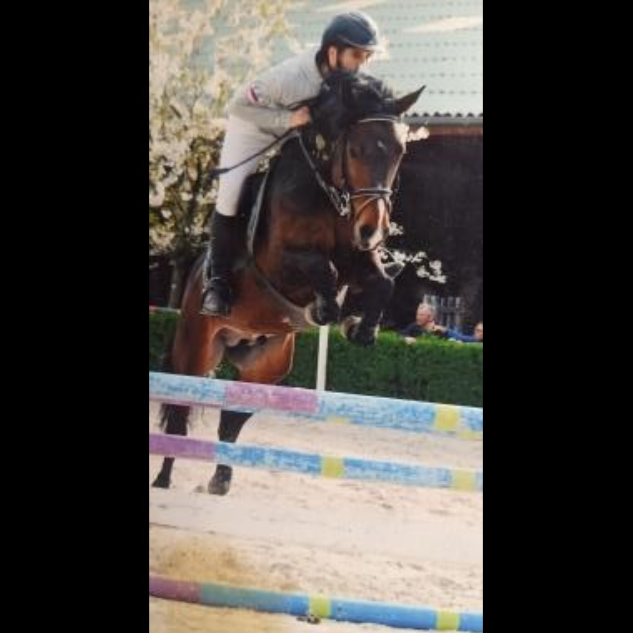 Image de l'annonce Etalon Poney Français de Selle