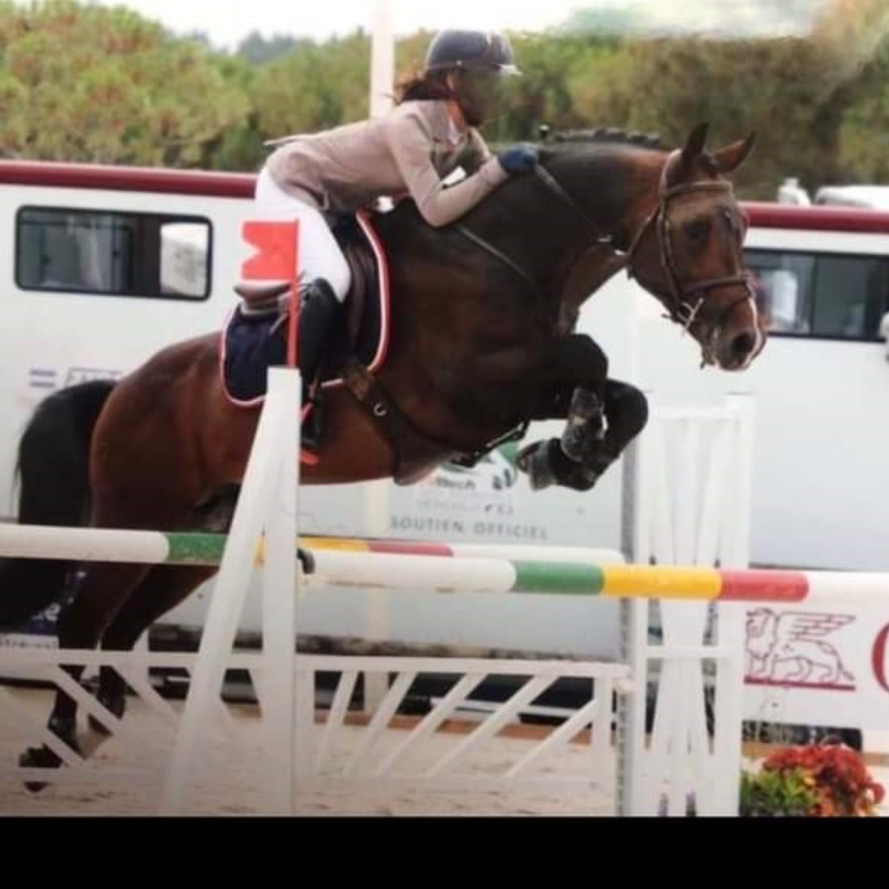 Image de l'annonce Etalon Poney Français de Selle