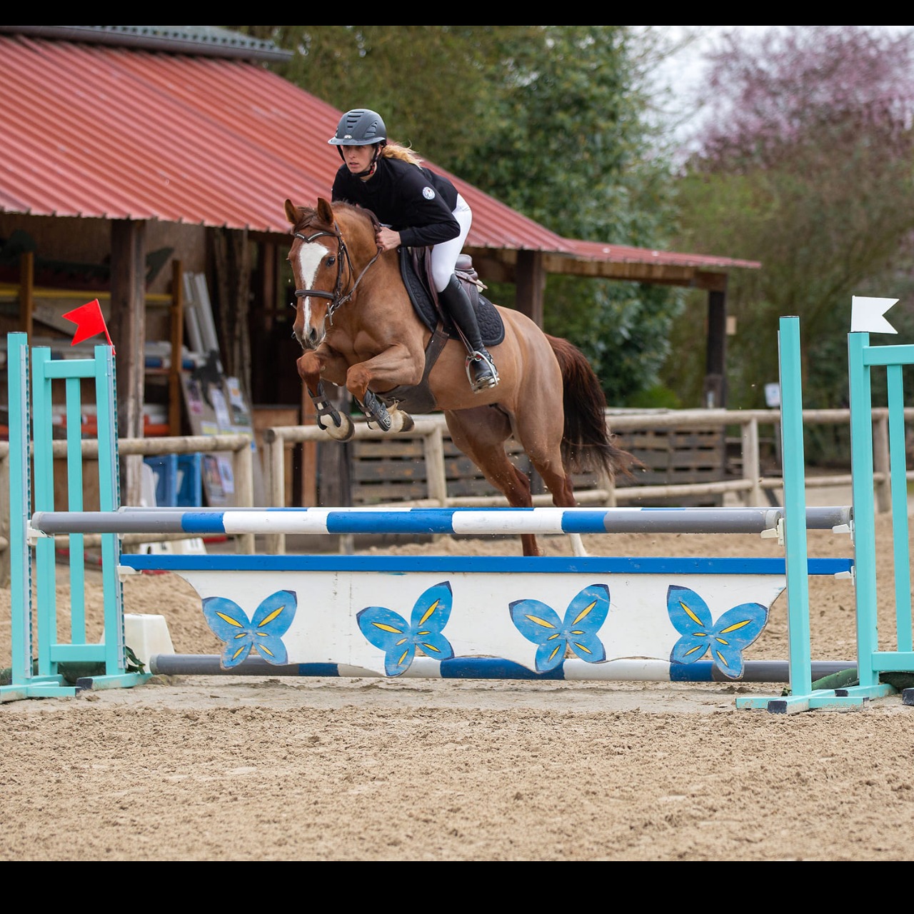 Image de l'annonce Ponette D, top concours prête Pélite, potentiel AS