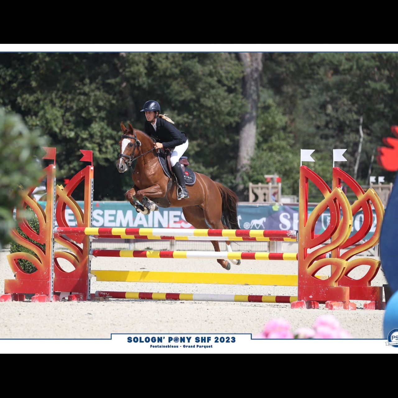 Image de l'annonce Ponette D, top concours prête Pélite, potentiel AS