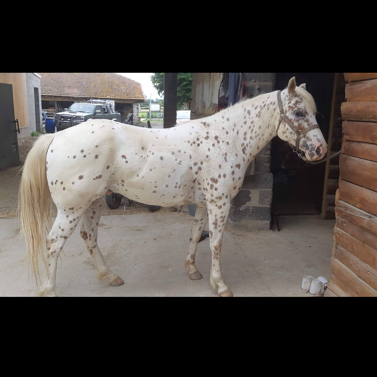Image de l'annonce A vendre POA Poney des Amériques (Race Américaine)