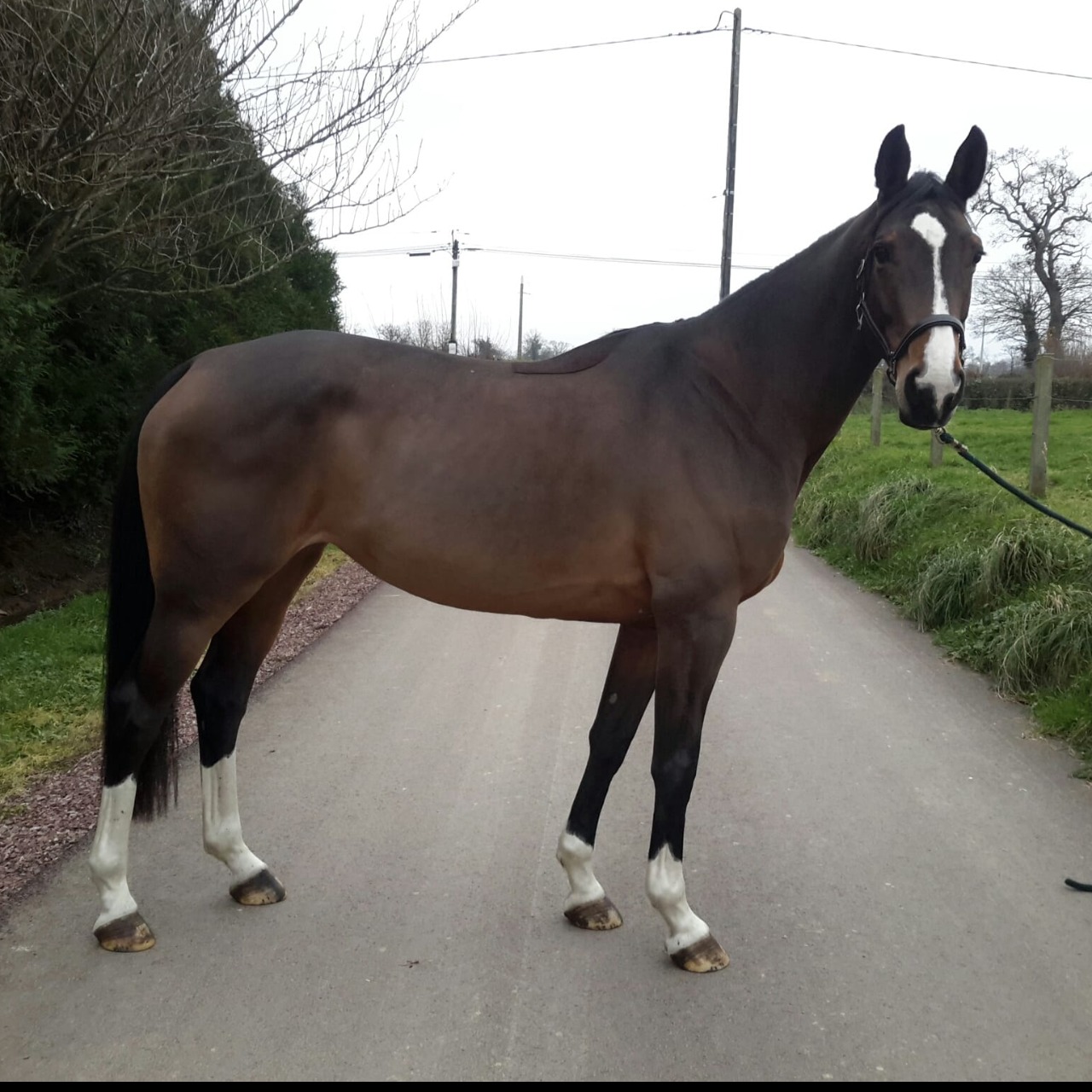 Image de l'annonce Jument (SF) 7 ans par QLASSIC BOIS MARGOT