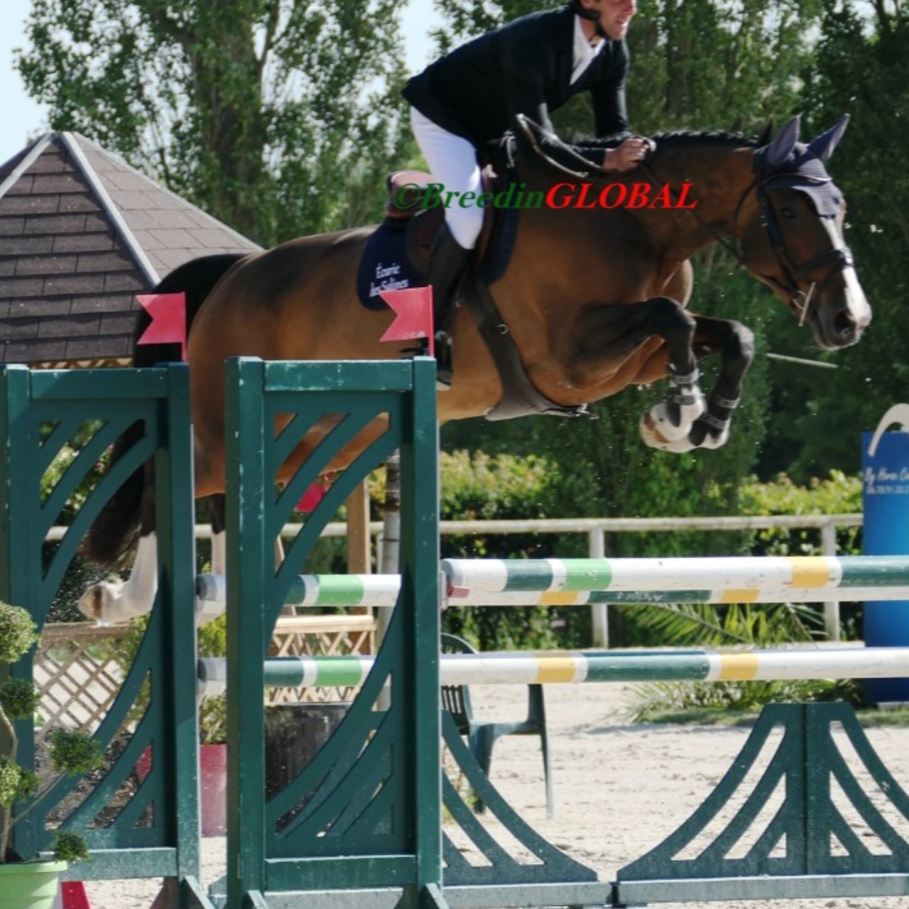Image de l'annonce Jument (SF) 7 ans par QLASSIC BOIS MARGOT