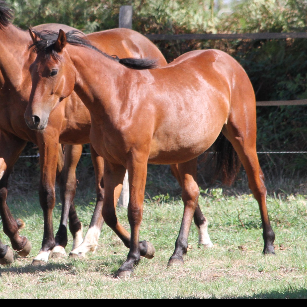 Image de l'annonce Jolie ponette D de 3 ans par Far West de la Violle