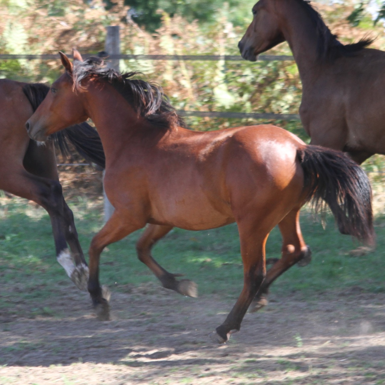 Image de l'annonce Jolie ponette D de 3 ans par Far West de la Violle