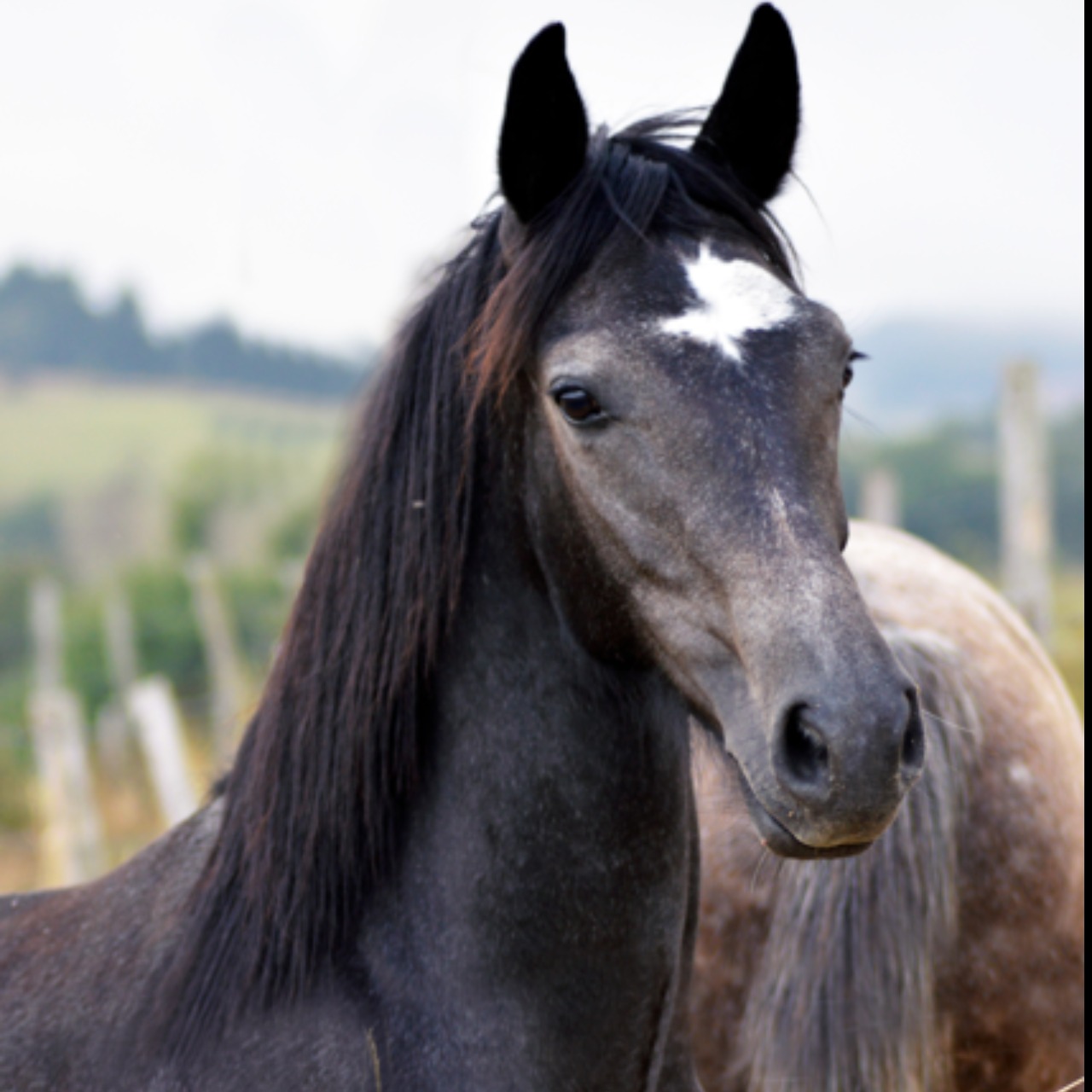 Animal interactif Poney pas cher - Achat neuf et occasion à prix