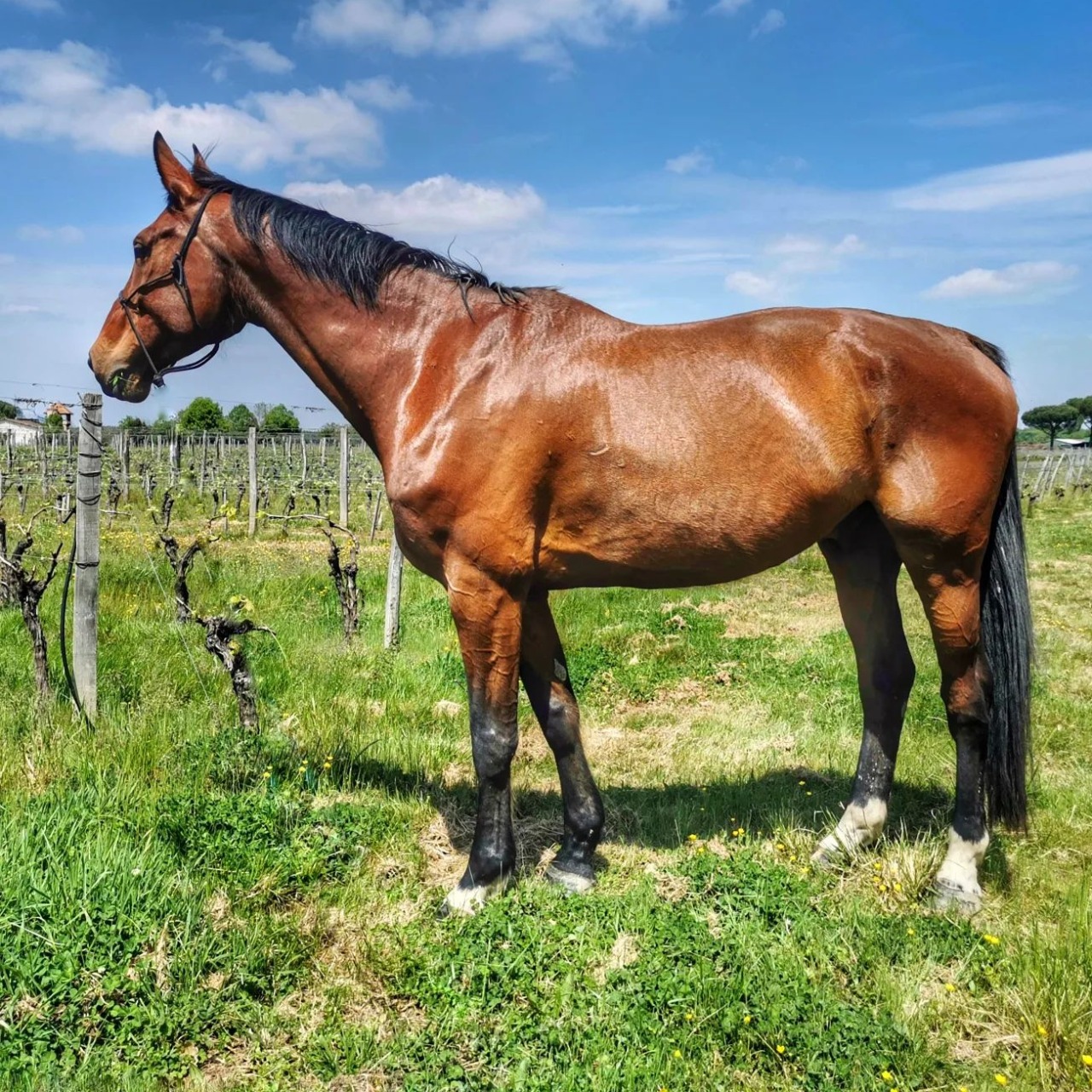 Image de l'annonce Cheval de loisir