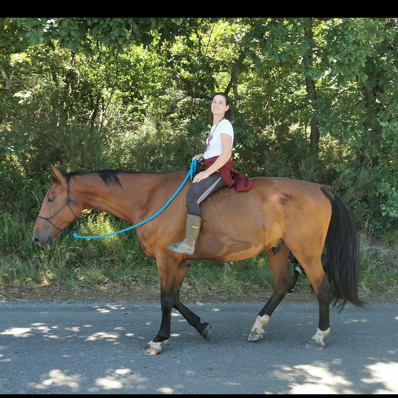 Image de l'annonce Cheval de loisir