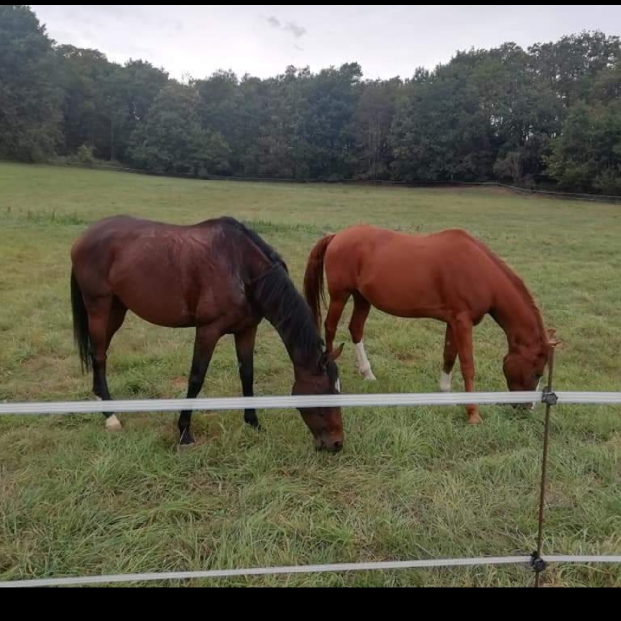 Image de l'annonce Cheval jument pure sang anglais 