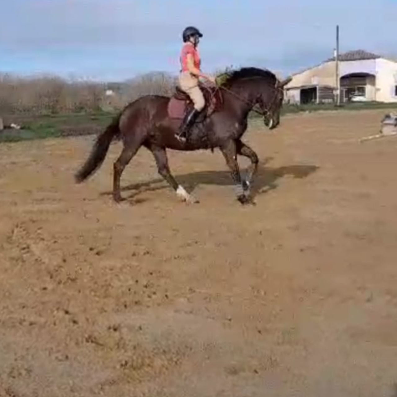 Image de l'annonce Jolie jument de dressage de Malleret 