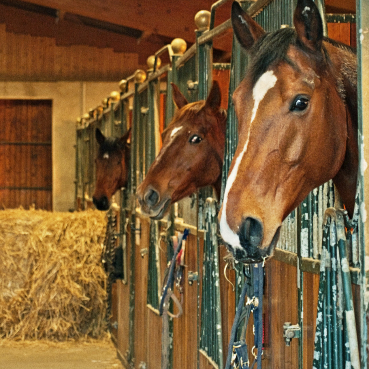 Image de l'annonce Pension de chevaux (proche de Besançon)