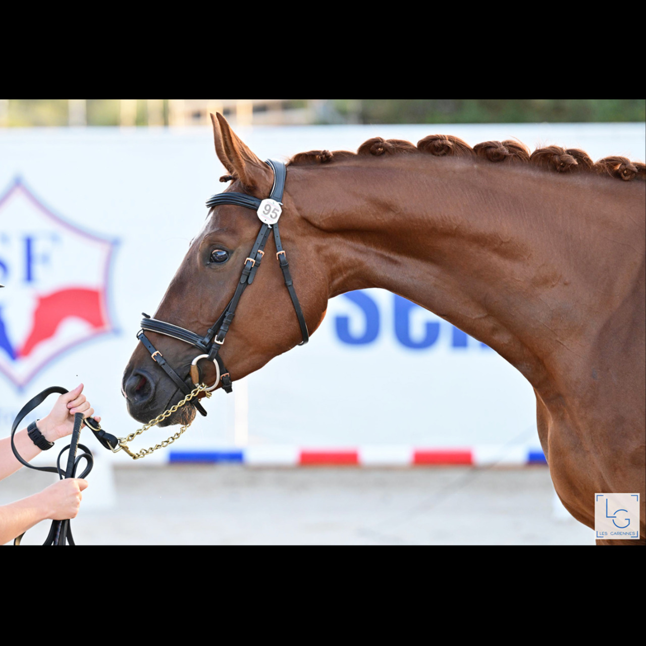 Image de l'annonce Jument Dressage 4 ans 