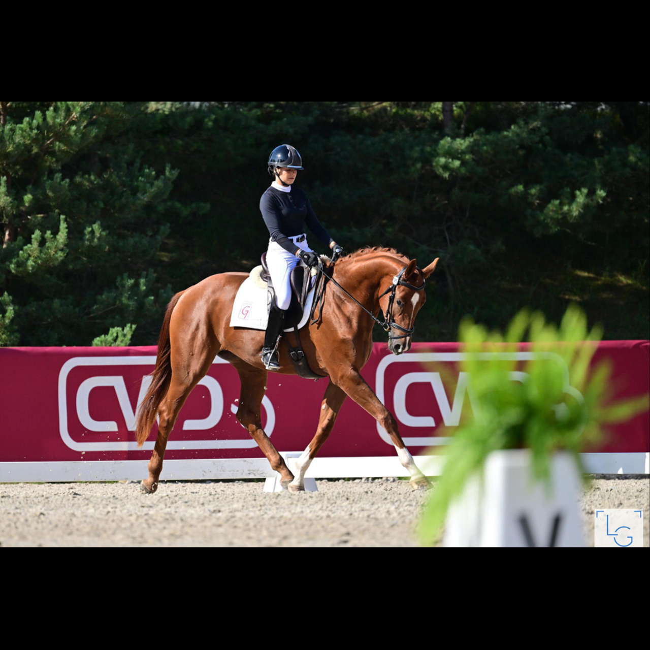 Image de l'annonce Jument Dressage 4 ans 