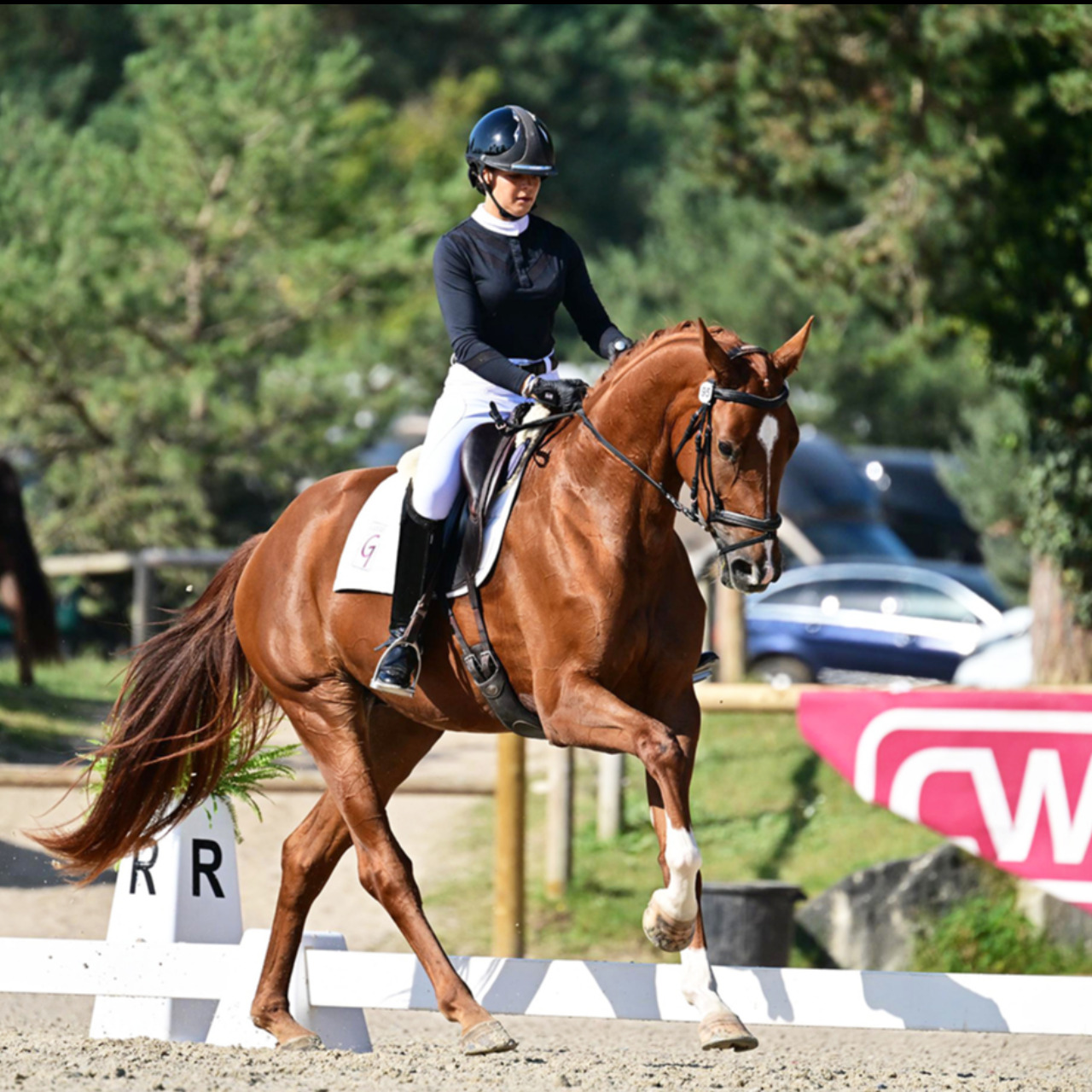 Image de l'annonce Jument Dressage 4 ans 