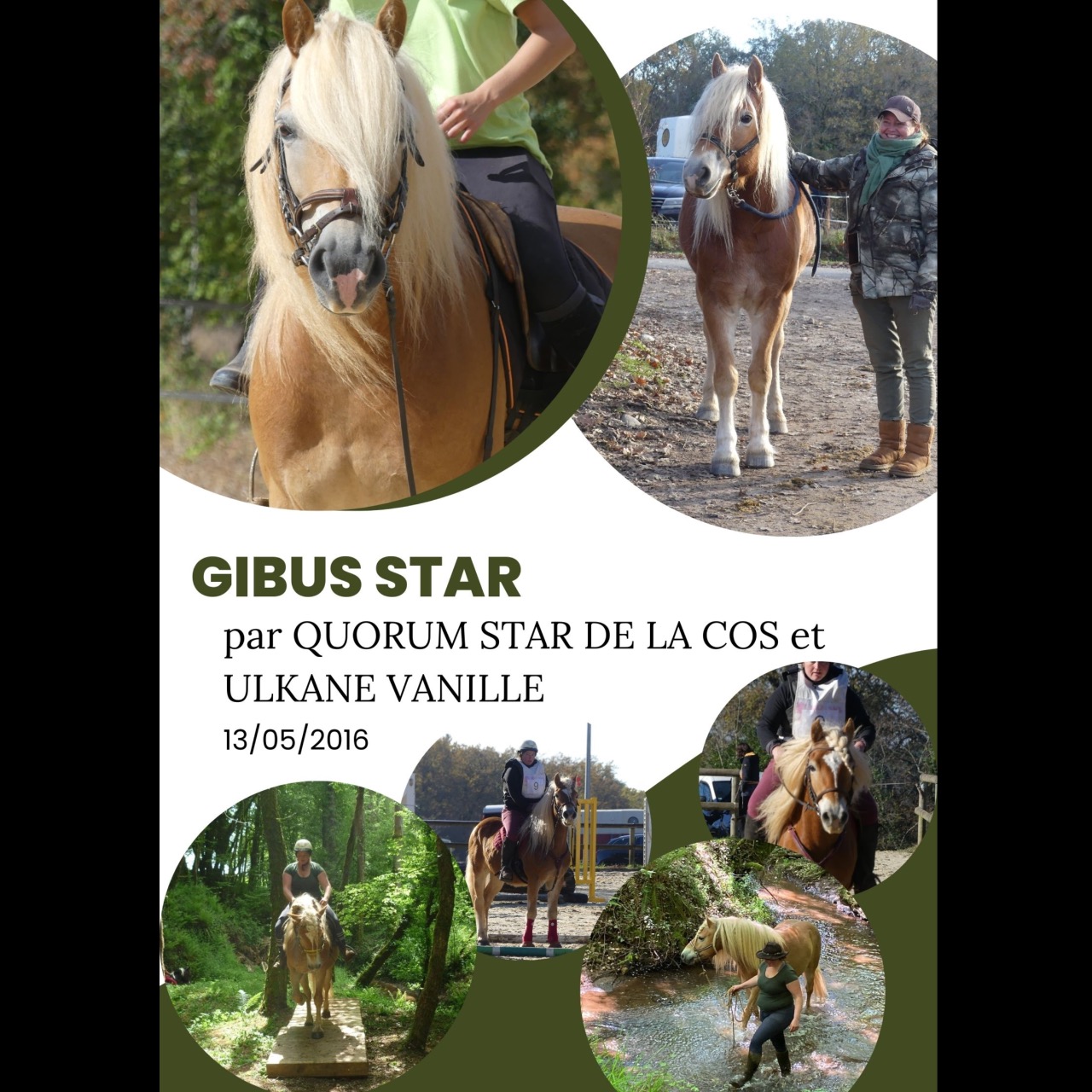 Image de l'annonce PONEY DE SPORT HAFLINGER