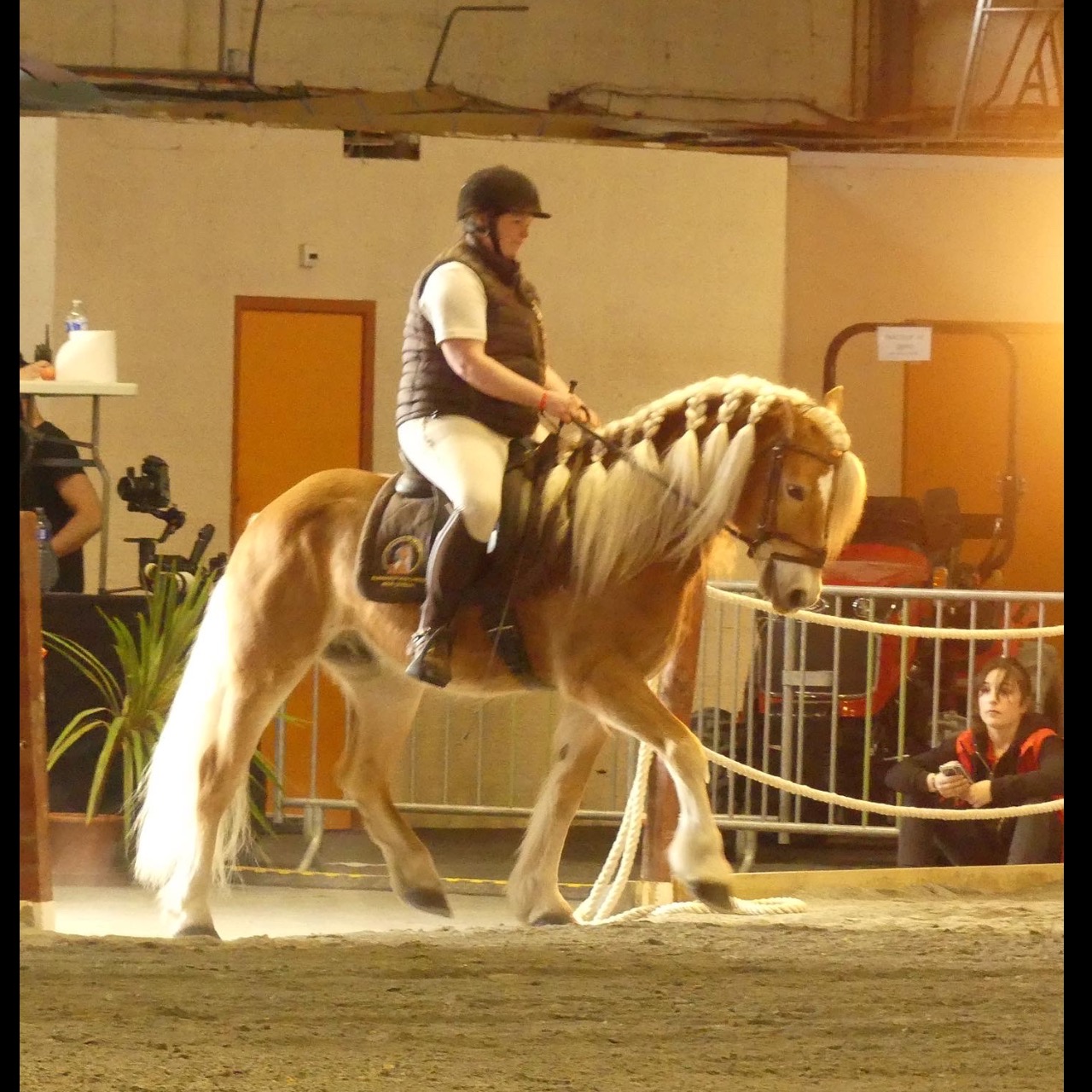 Image de l'annonce PONEY DE SPORT HAFLINGER