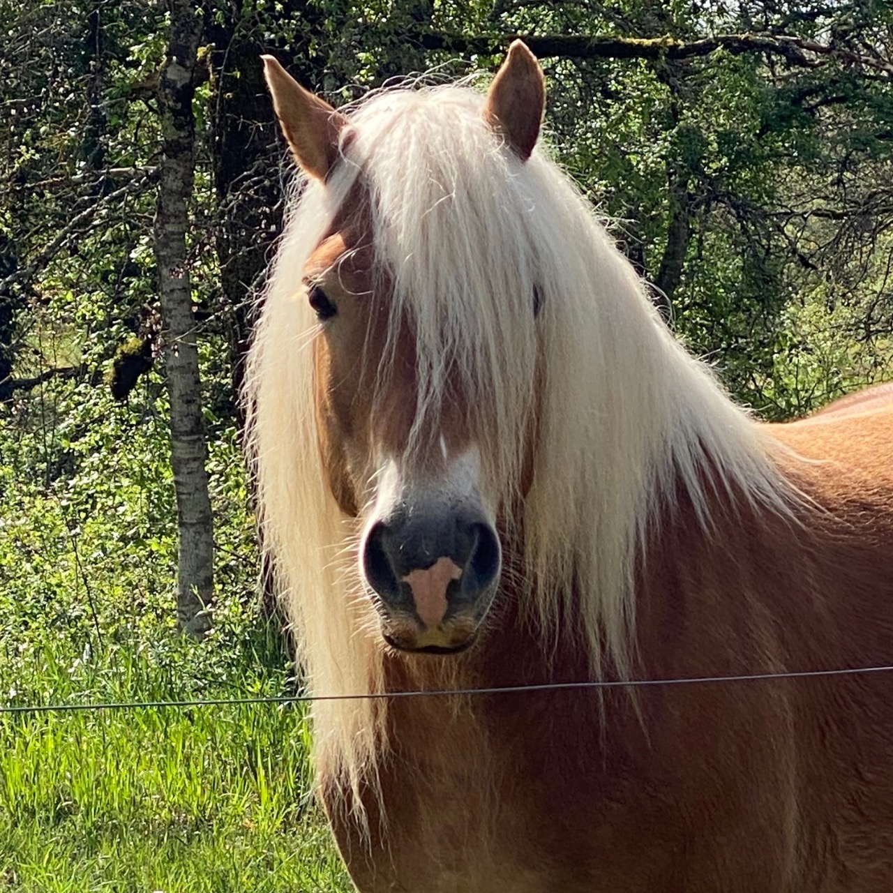 Image de l'annonce PONEY DE SPORT HAFLINGER