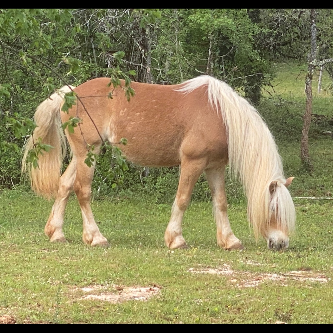 Image de l'annonce PONEY DE SPORT HAFLINGER