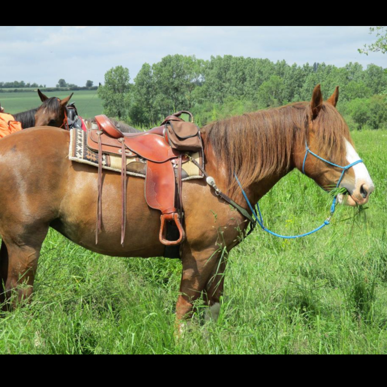 Image de l'annonce Pension Dépôt vente chevaux et poneys de loisirs