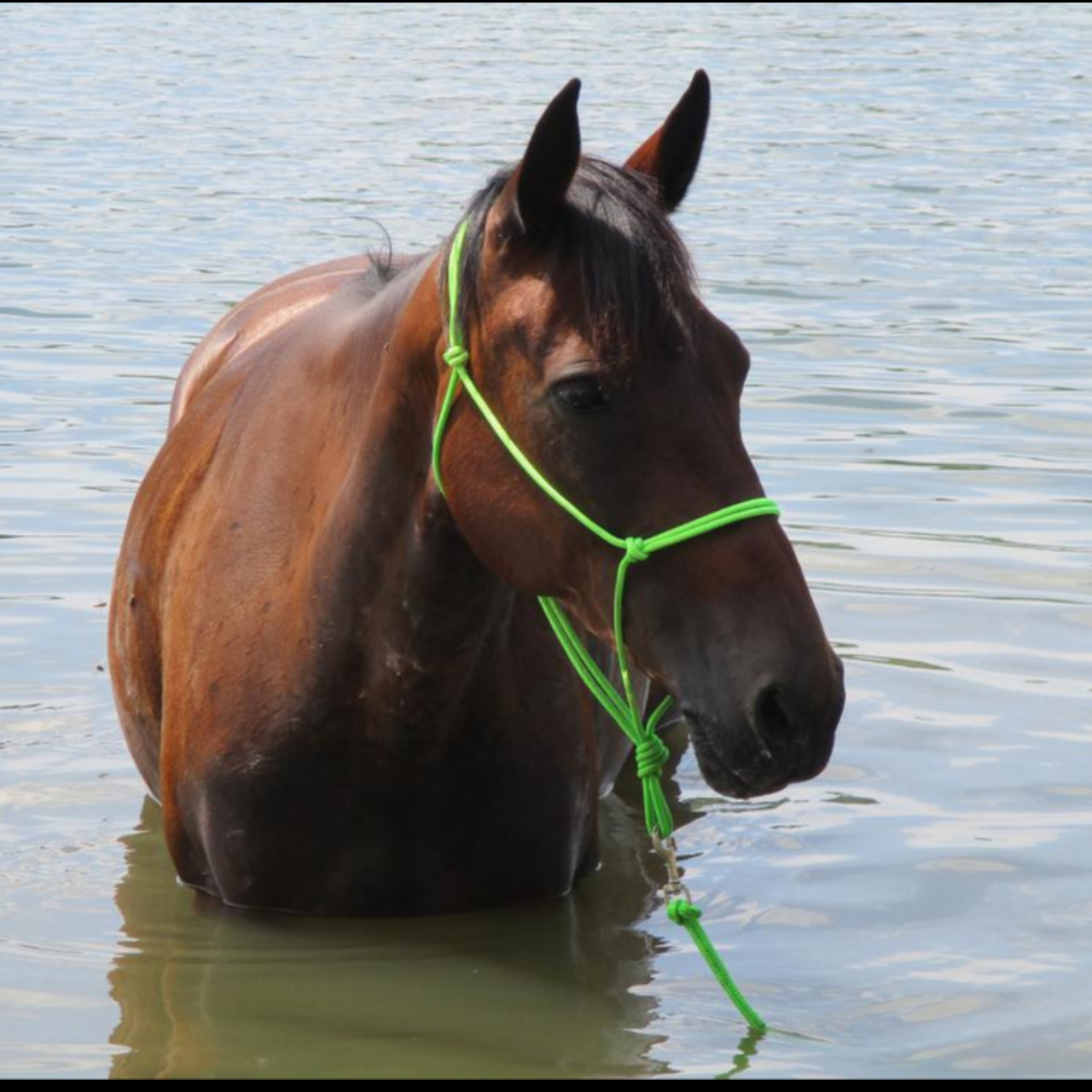 Image de l'annonce Pension Dépôt vente chevaux et poneys de loisirs