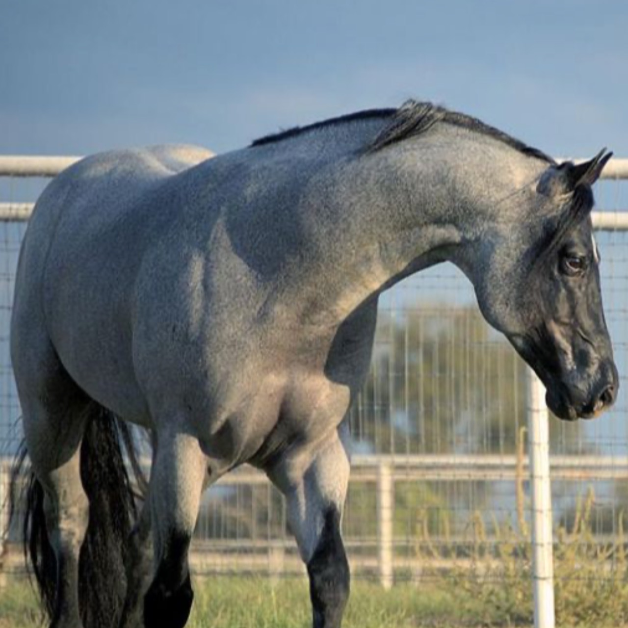 Image de l'annonce Recherche Blue Rouan