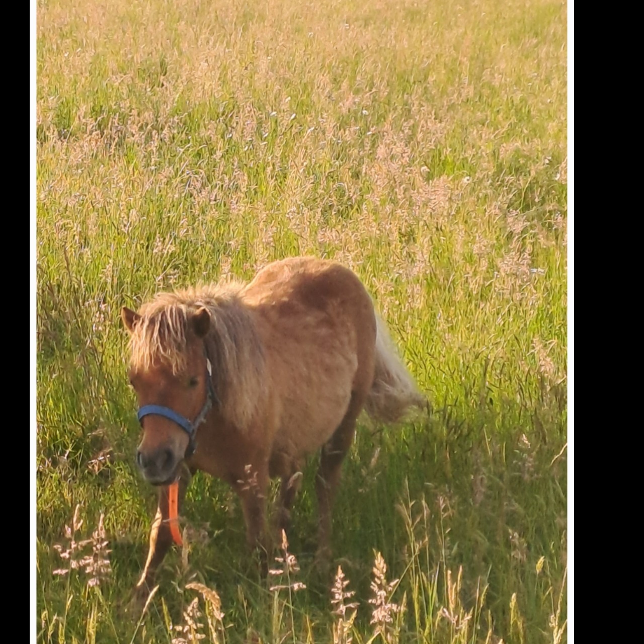 Image de l'annonce Ponette Shetland 