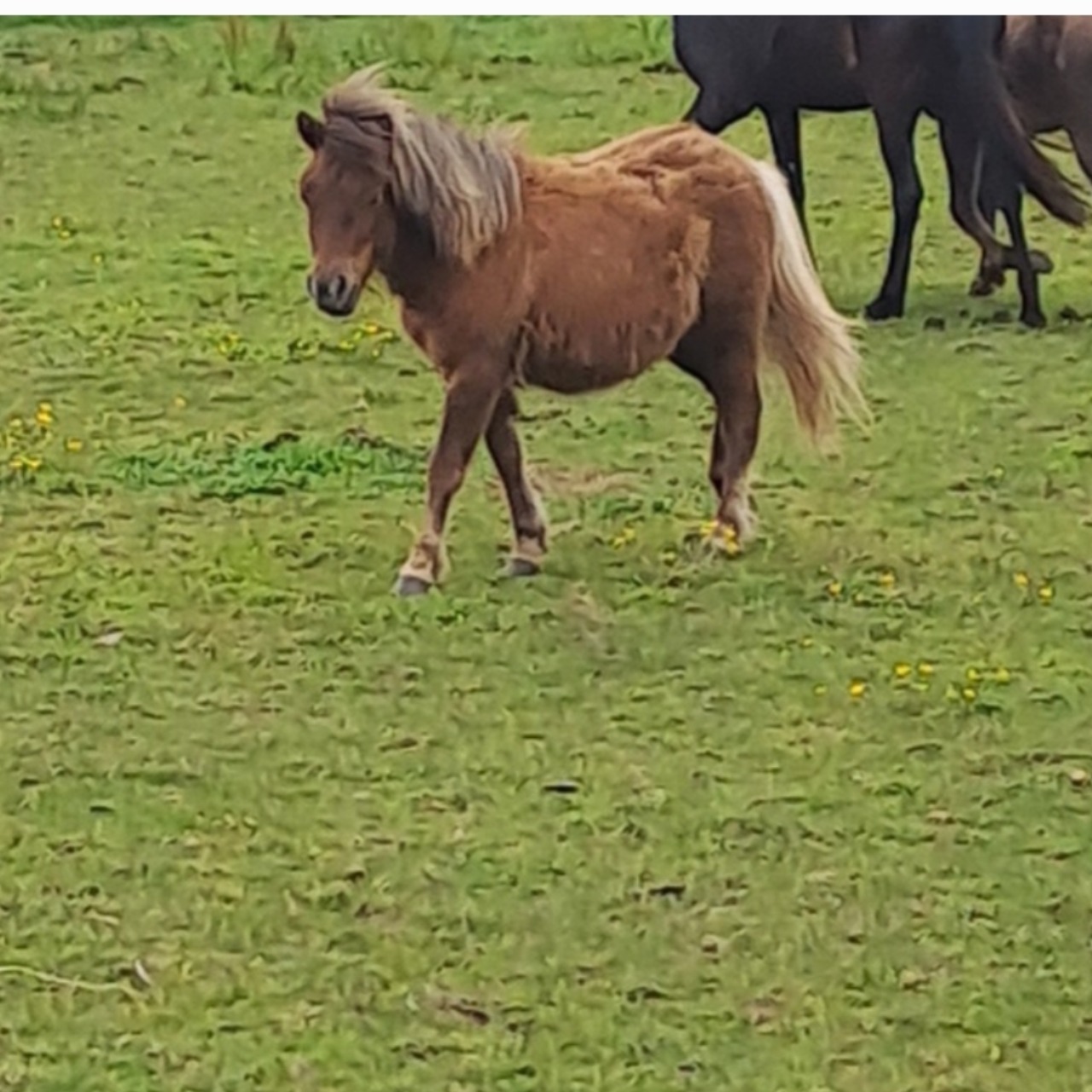 Image de l'annonce Ponette Shetland 