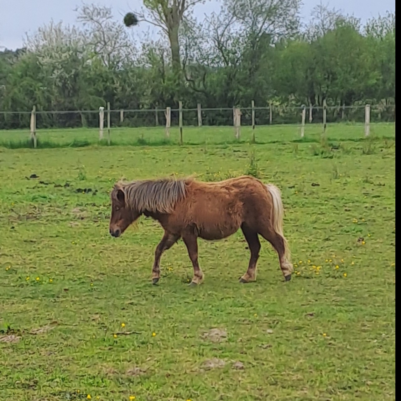 Image de l'annonce Ponette Shetland 