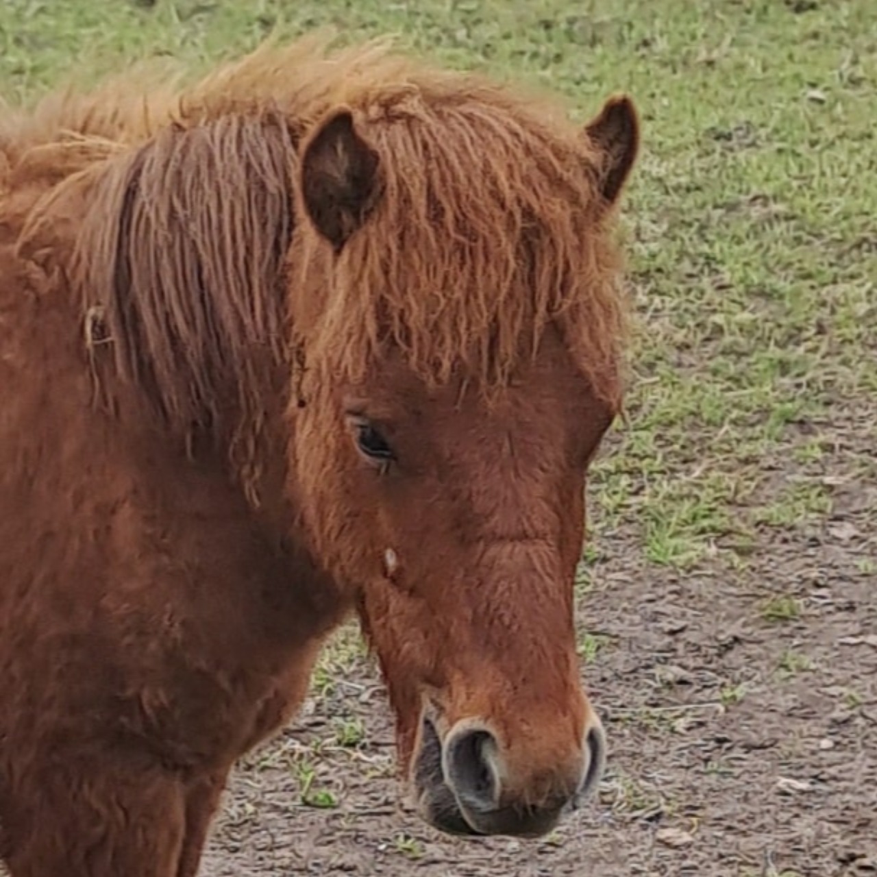 Image de l'annonce Poney shetland mâle 