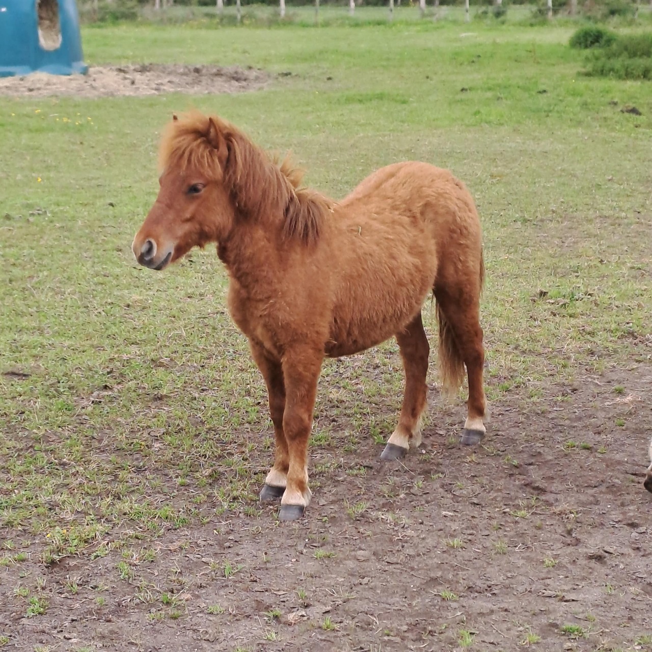 Image de l'annonce Poney shetland mâle 