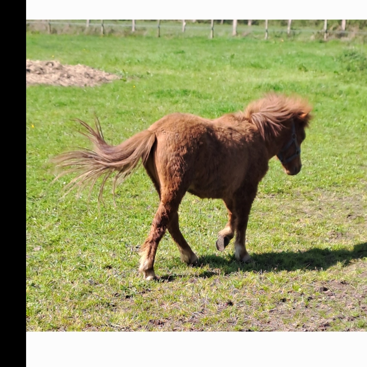 Image de l'annonce Poney shetland mâle 