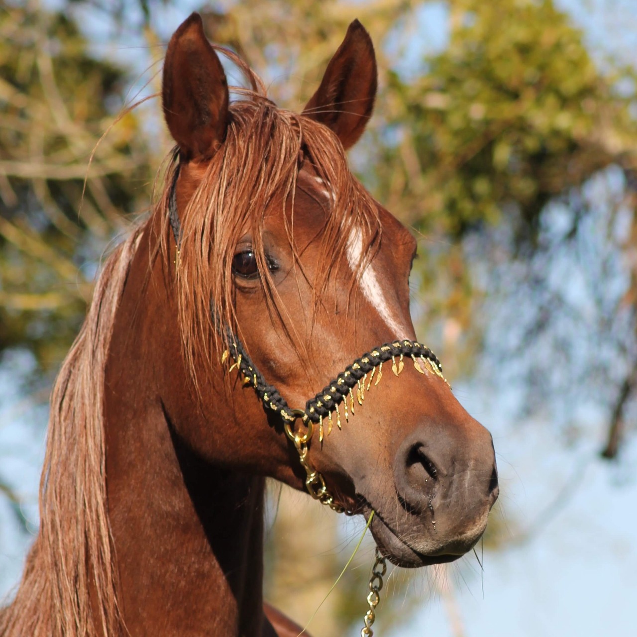 Image de l'annonce Jument pur sang arabe 
