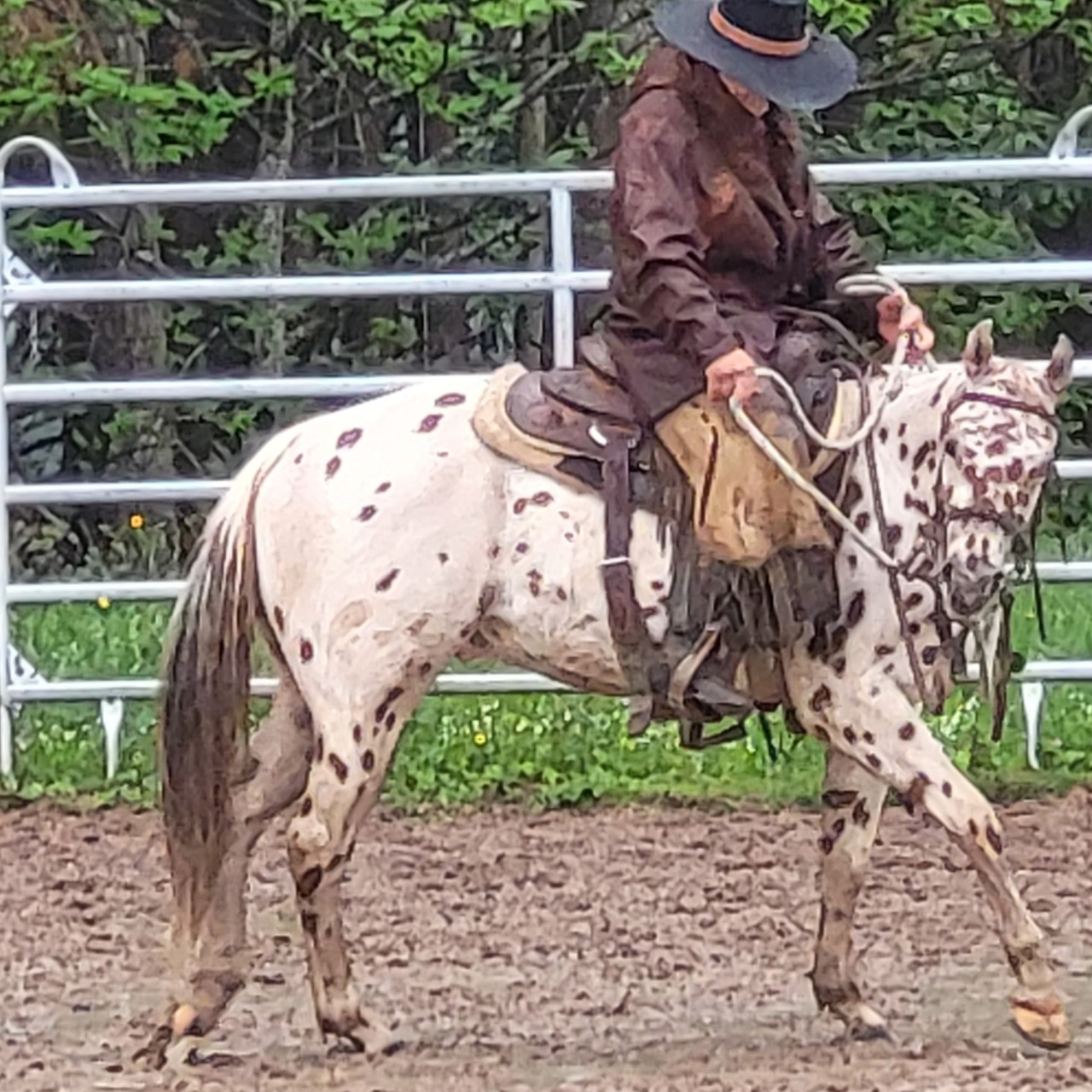 Image de l'annonce HONGRE APPALOOSA