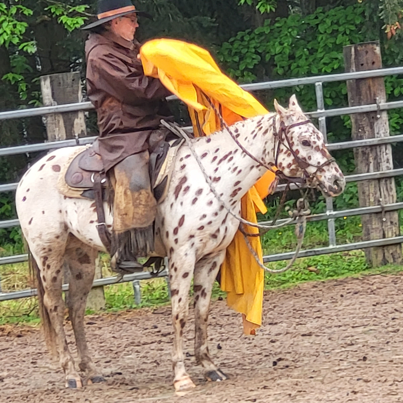Image de l'annonce HONGRE APPALOOSA