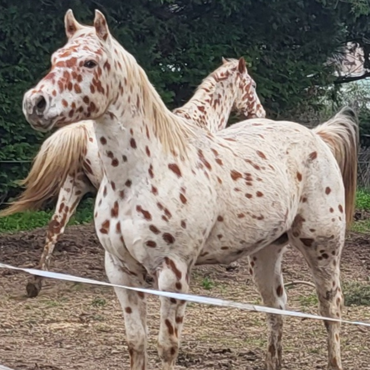 Image de l'annonce HONGRE APPALOOSA