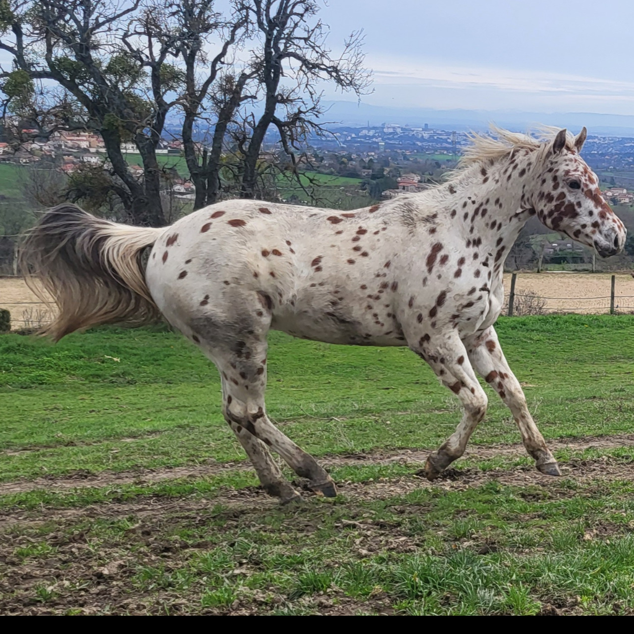 Image de l'annonce HONGRE APPALOOSA
