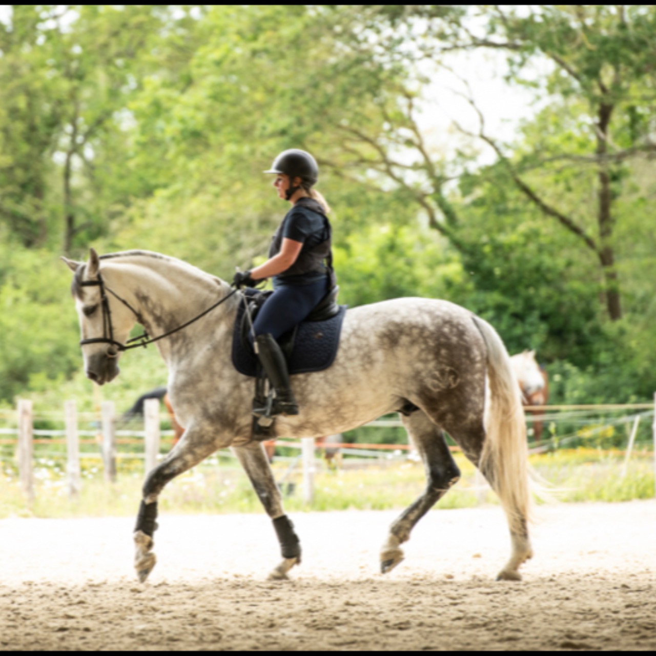 Image de l'annonce PRE hongre 8 ans Dressage 
