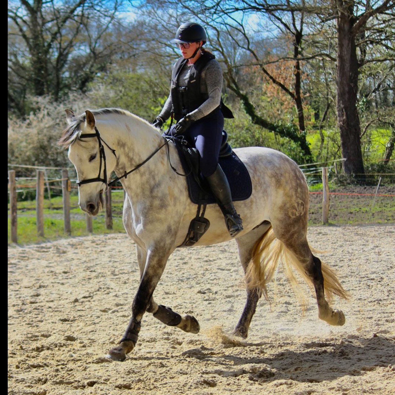 Image de l'annonce PRE hongre 8 ans Dressage 