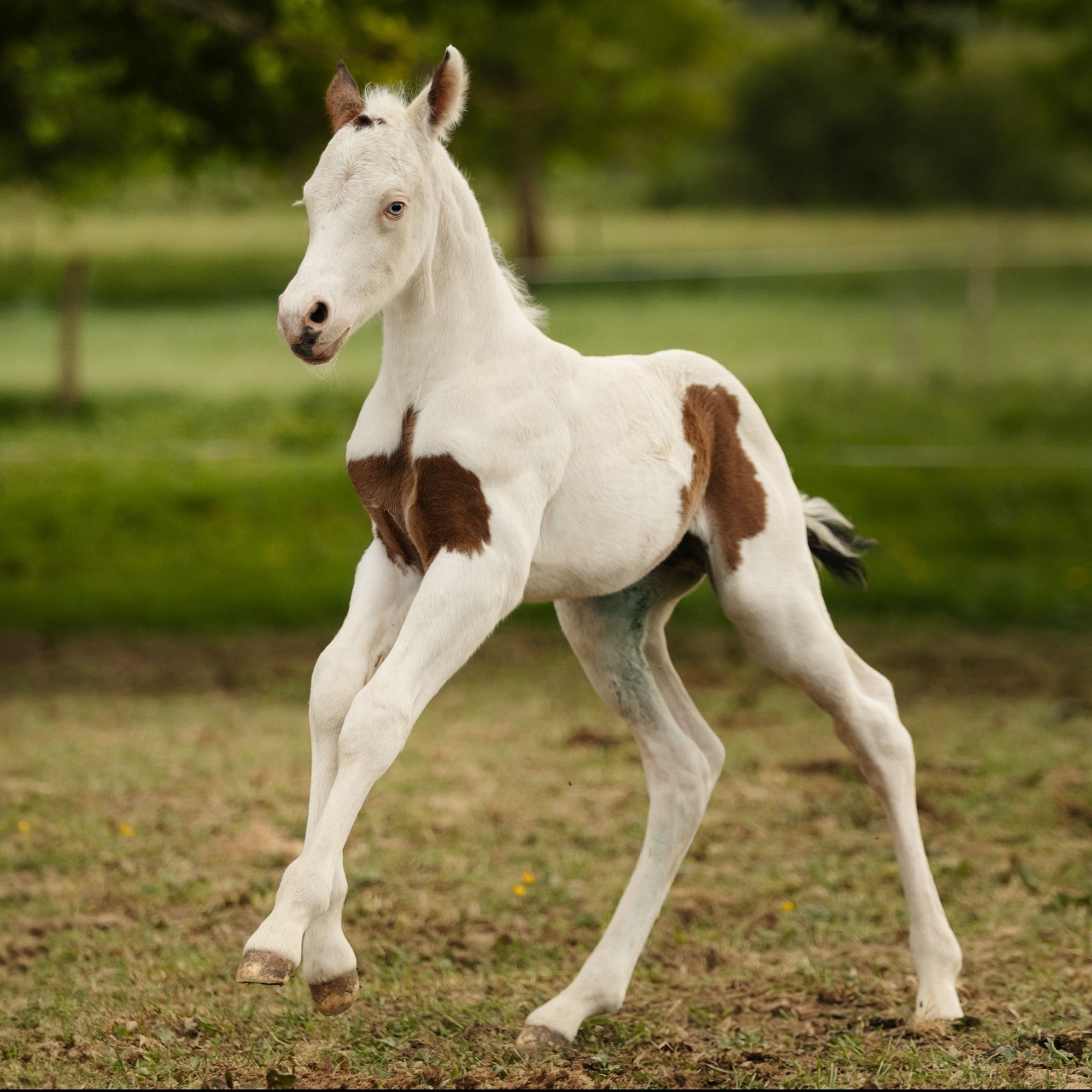 Image de l'annonce Poulain paint horse
